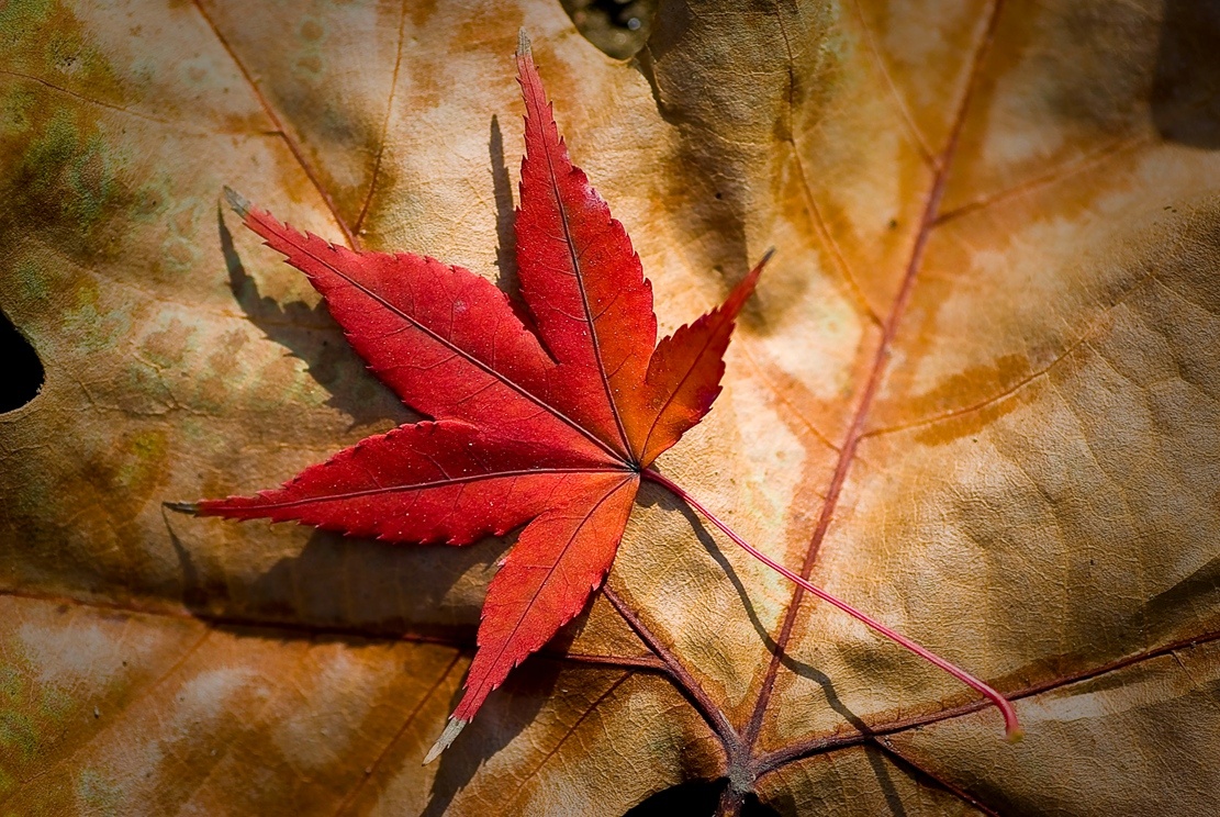 揚州：清風吹紅葉 古城秋意濃