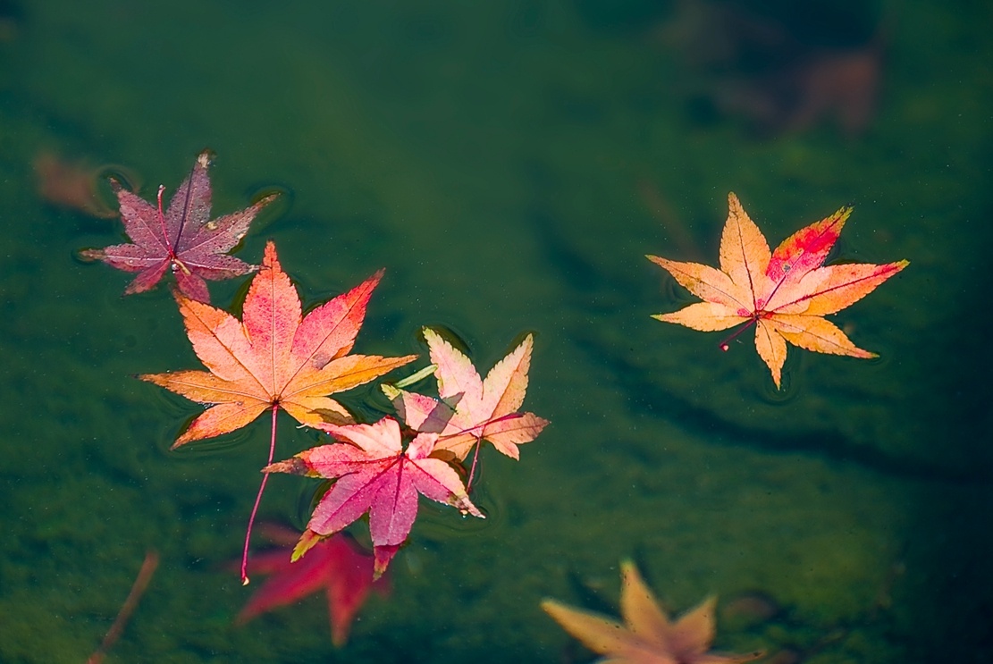 揚州：清風吹紅葉 古城秋意濃