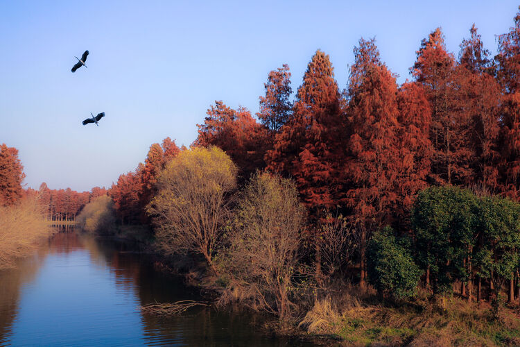 揚州高郵清水潭：滿目紅杉 層林盡染