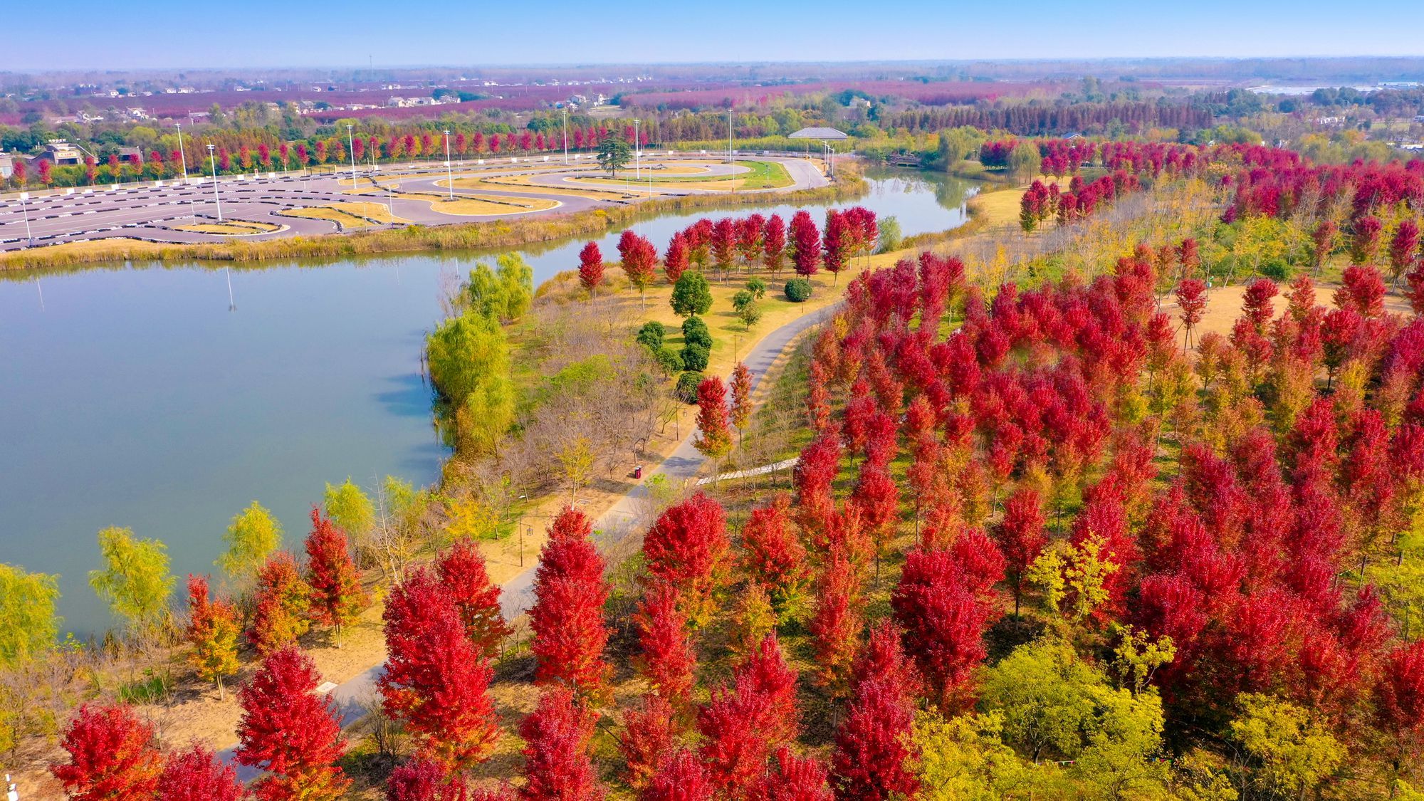 淮安白馬湖生態旅遊景區：紅楓似火 美不勝收