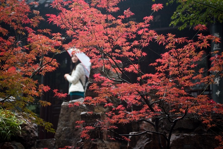 揚州個園：層林盡染秋意濃 楓葉漸紅惹人醉