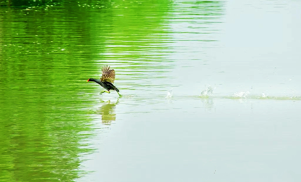 淮安洪澤西順河濕地：秋水風光好 水鄉