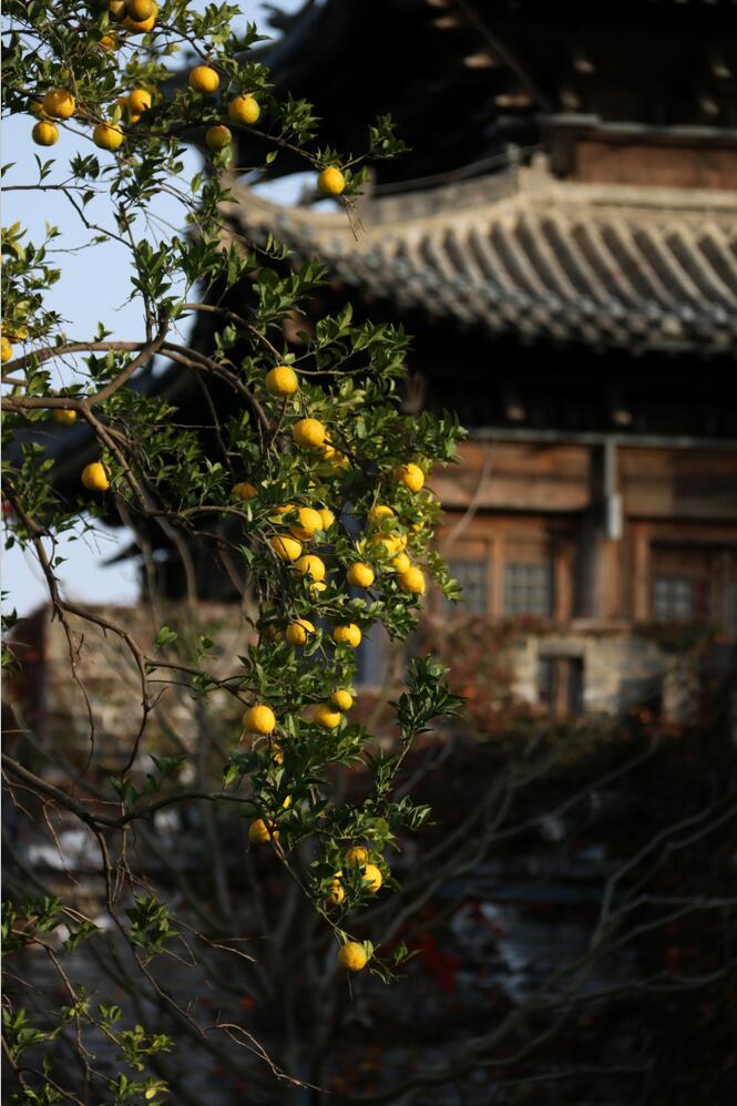 鹽城鹽都大縱湖：碧水藍天映初冬