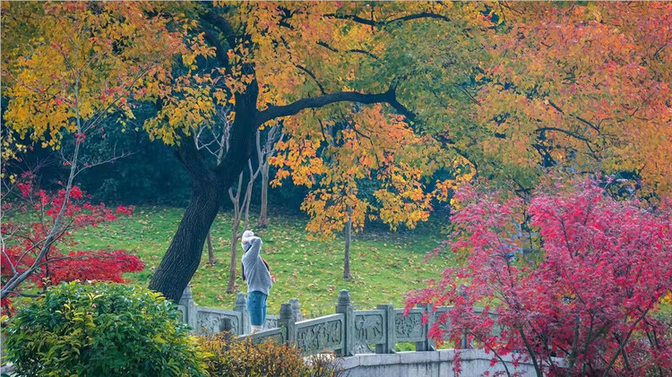 揚州：山明水凈夜來霜 數樹深紅出淺黃