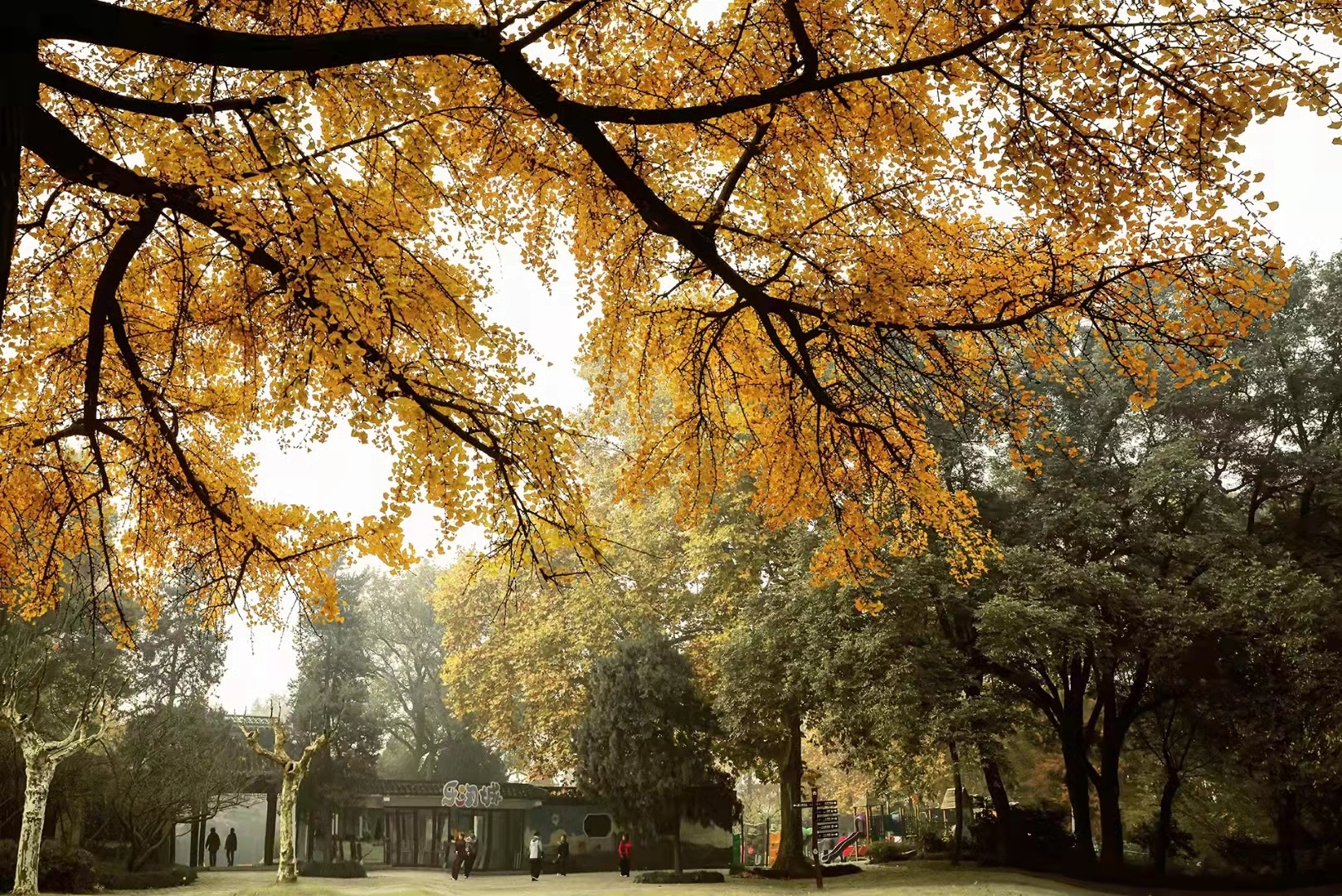 揚州：山明水凈夜來霜 數樹深紅出淺黃