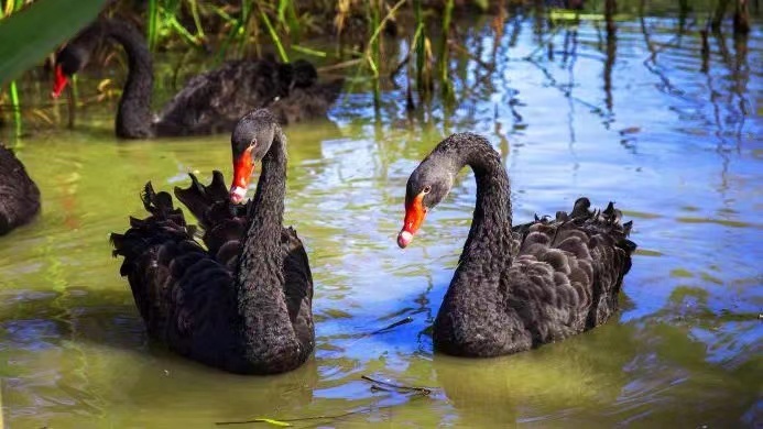 揚州鳳凰島國家濕地公園：生態綠肺裏譜寫冬日戀歌