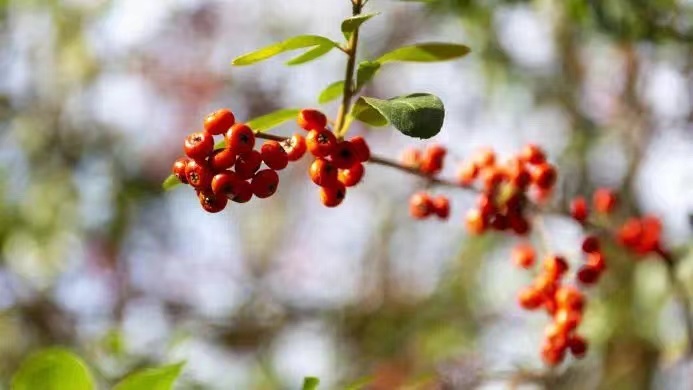 揚州鳳凰島國家濕地公園：生態綠肺裏譜寫冬日戀歌