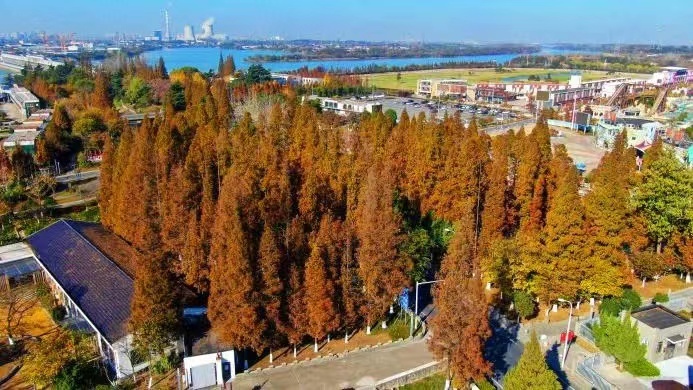 揚州鳳凰島國家濕地公園：生態綠肺裏譜寫冬日戀歌