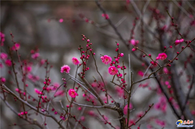 極美南京：你瞧！梅花開了