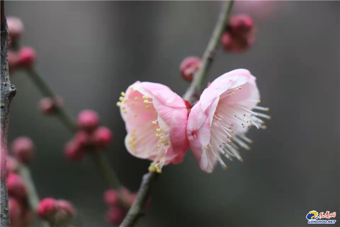 極美南京：你瞧！梅花開了