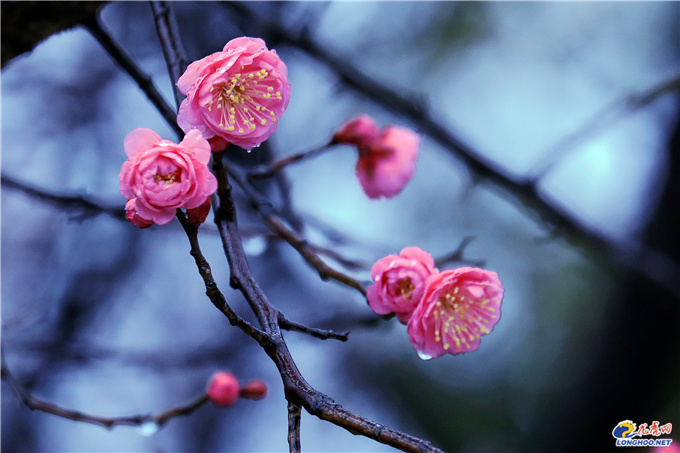 極美南京：你瞧！梅花開了