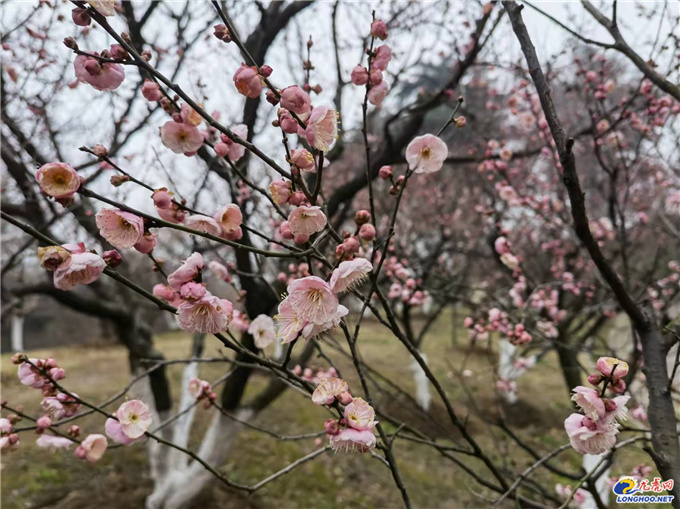 極美南京：你瞧！梅花開了