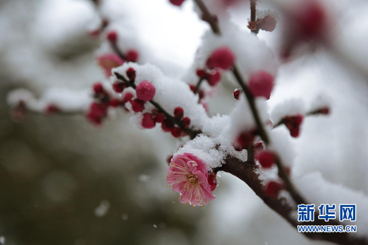 瑞雪兆金陵 虎年“開工雪”來啦