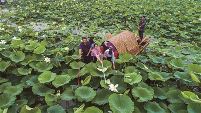 （帶圖）宿遷泗洪：荷花盛開遊人醉