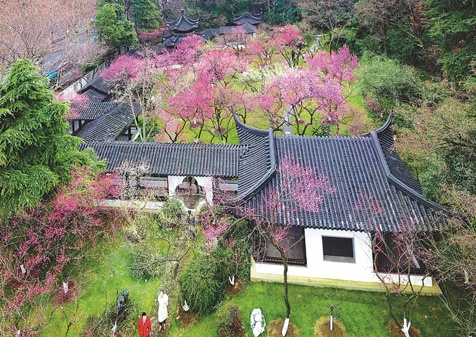 南京雨花臺梅崗：梅花點綴江南園林建築