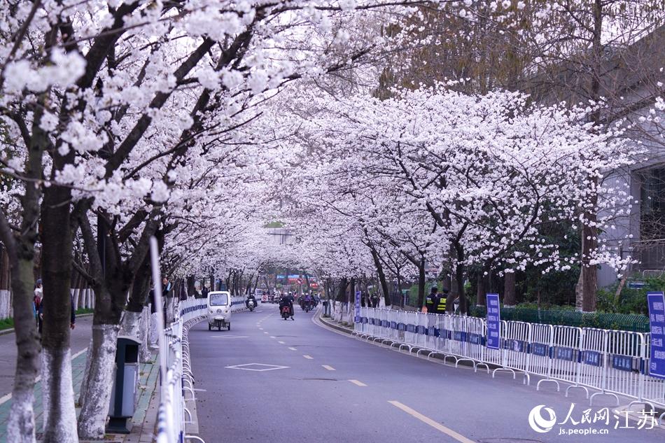 花開“靜悄悄” 南京雞鳴寺路開啟雲賞櫻_fororder_LOCAL202203150724000218945788543