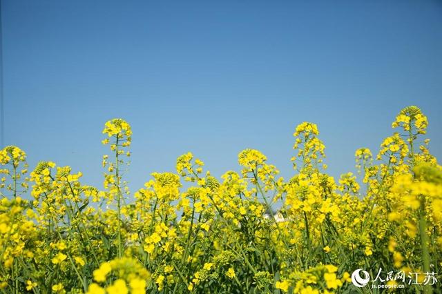 南京高淳：滿目金黃香百里 一方春色醉千山