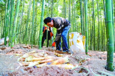 南京高淳：春筍喜獲豐收