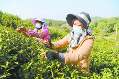 南京高淳：春茶採摘助增收