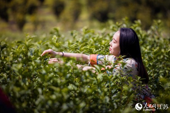 江蘇無錫：春茶飄香採摘忙