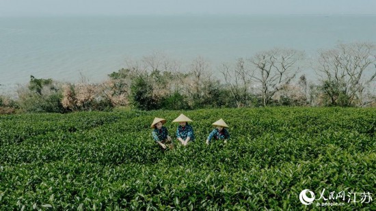 江蘇無錫：春茶飄香採摘忙