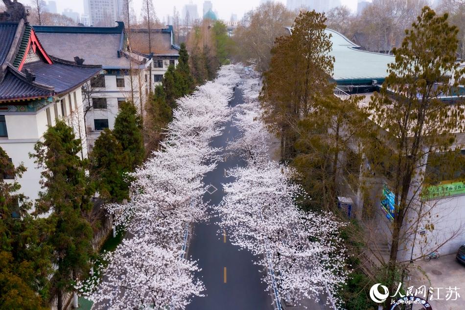 花開“靜悄悄” 南京雞鳴寺路開啟雲賞櫻_fororder_LOCAL202203150724000194722770421