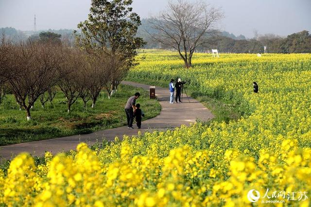 南京高淳：滿目金黃香百里 一方春色醉千山