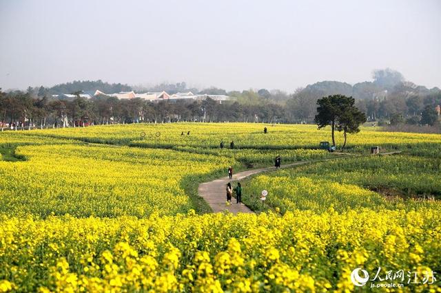 南京高淳：滿目金黃香百里 一方春色醉千山