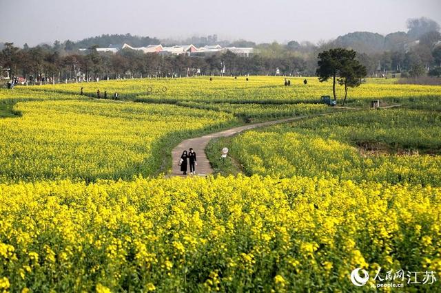 南京高淳：滿目金黃香百里 一方春色醉千山