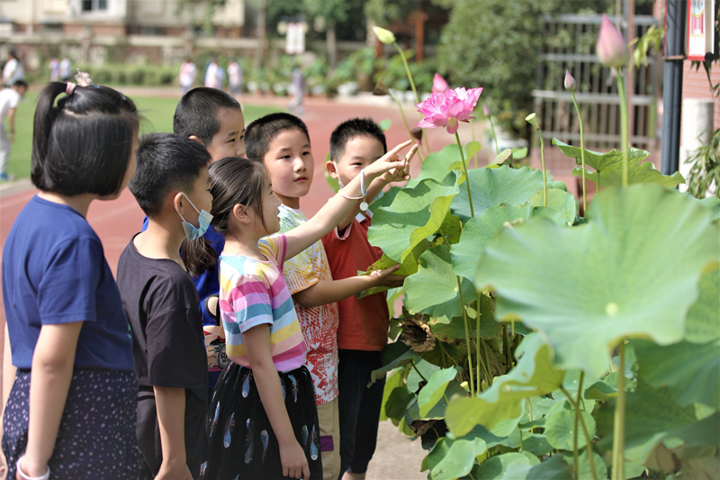 （有修改）（B 教育列表 三吳大地南京  移動版）南京中山小學：與蓮花為友 與蓮品為伴