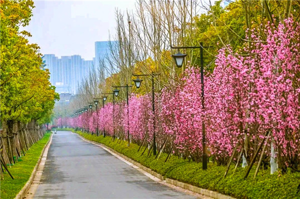 南通狼山國家森林公園 處處綠意盎然