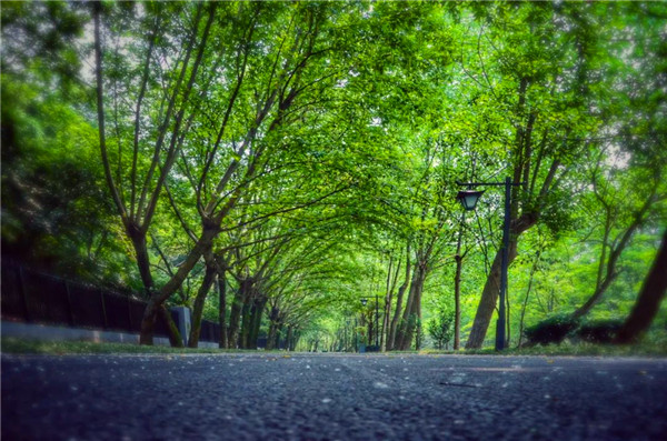 南通狼山國家森林公園 處處綠意盎然