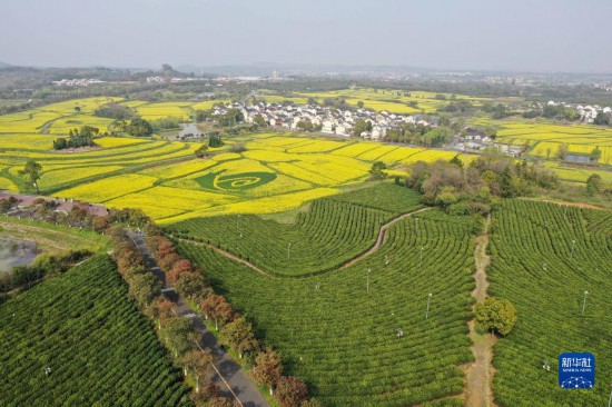 南京：油菜花開香慢城