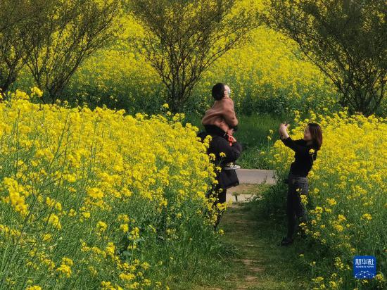 南京：油菜花開香慢城