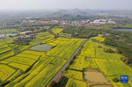 南京：油菜花開香慢城