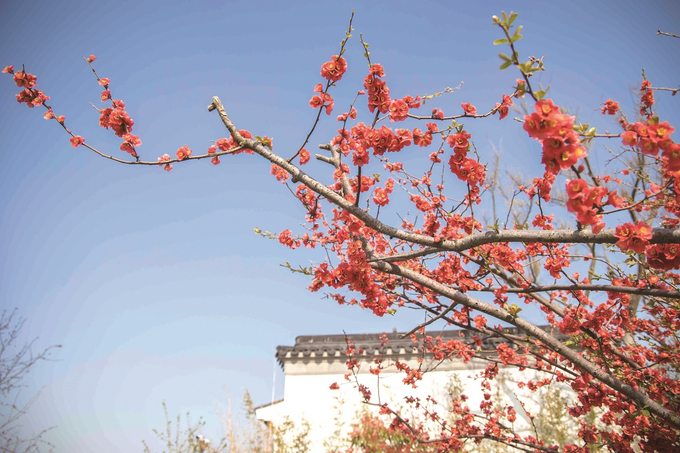 鹽城：海棠花開春意濃