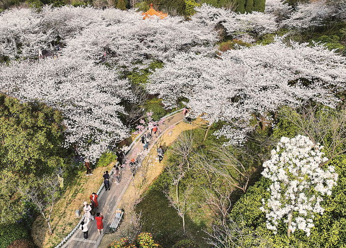 徐州：櫻花盛開 春色滿園