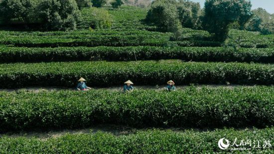 江蘇無錫：春茶飄香採摘忙