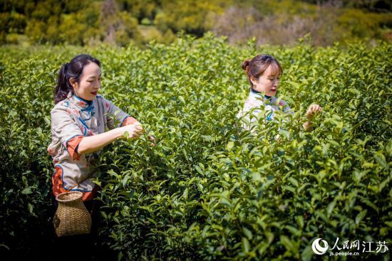 江蘇無錫：春茶飄香採摘忙