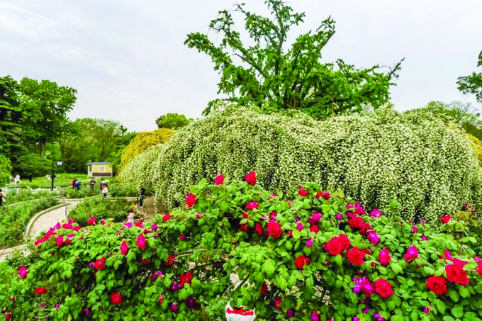 暮春“新秀”登場：薔薇月季滿芬芳