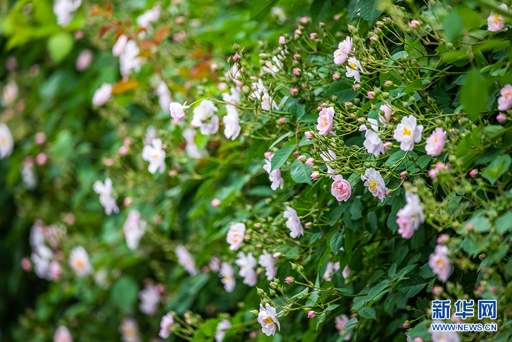 南京玄武湖：滿架薔薇陣陣香