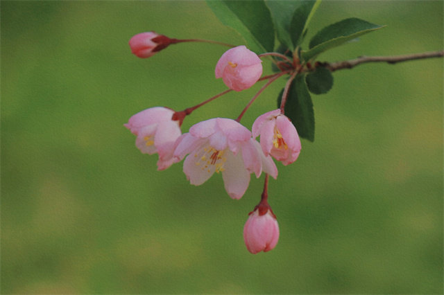 南京高校繁花似錦