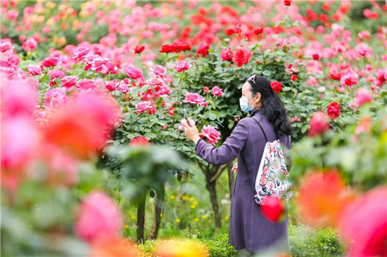 “賞花+露營”助力假期周邊遊 南京玫瑰園將迎來最佳賞花期_fororder_圖片 3