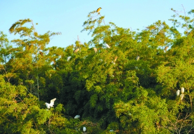 南京：竹林生態好 鷺鳥來棲息