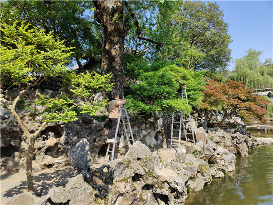 蘇州獅子林管理處強化疫情期間環境整治 做好園林花木養護_fororder_圖片5