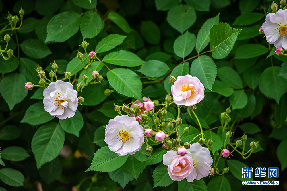 南京玄武湖：滿架薔薇陣陣香