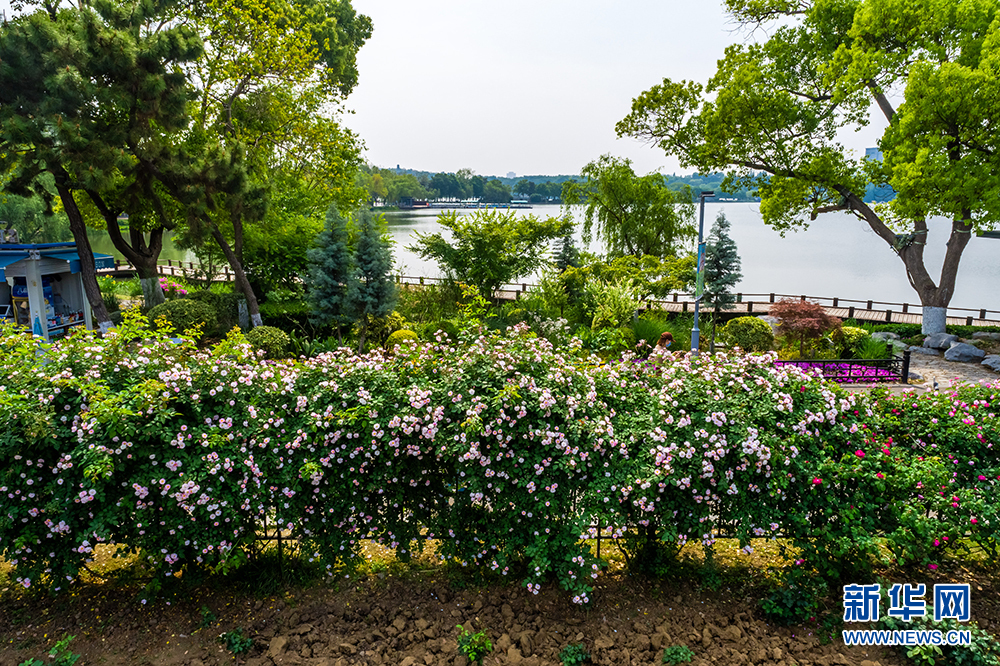 南京玄武湖：滿架薔薇陣陣香