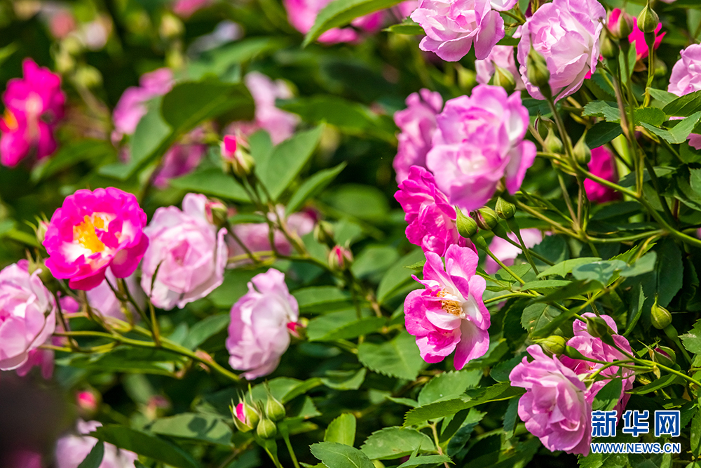 南京玄武湖：滿架薔薇陣陣香