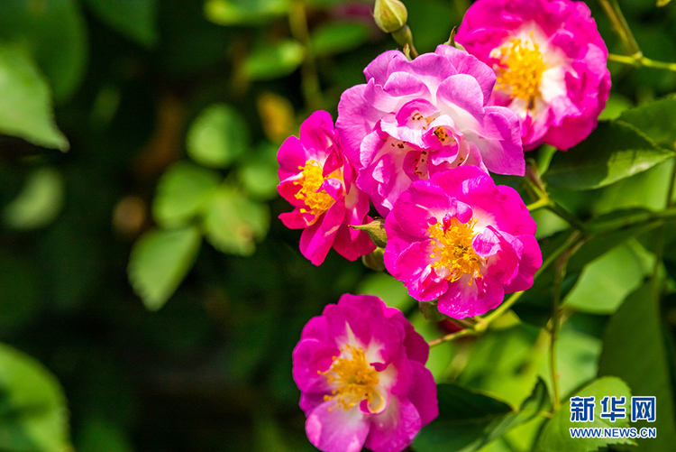 南京玄武湖：滿架薔薇陣陣香