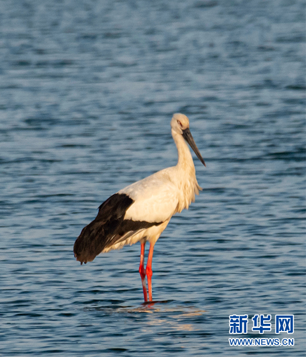 黃海灘塗“來客”多 候鳥翩飛入畫來